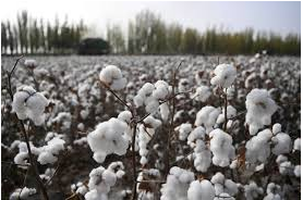 champ de fleurs de coton qui illustre la matière première des toile enduite